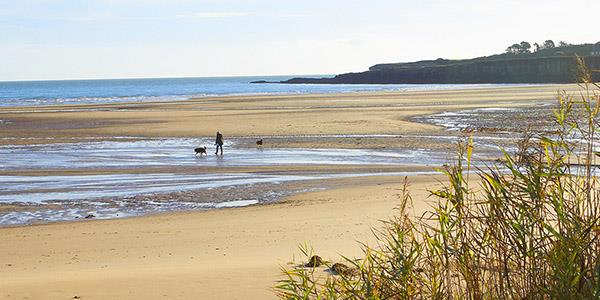 Take your four-legged best friend on a stroll across the dog friendly beaches