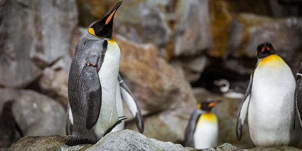 Visit the Penguins at Cotswold Farm Park