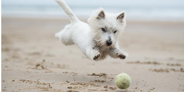 A dog chases a ball on a Cornish beach