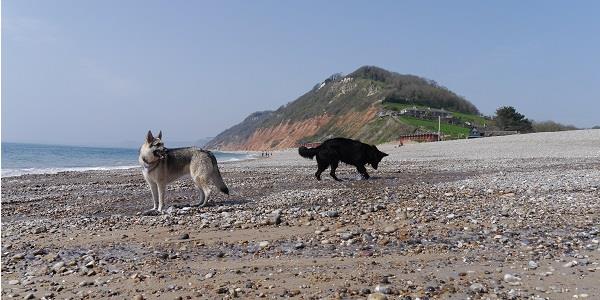 Dogs exploring the beach in Branscombe, Devon