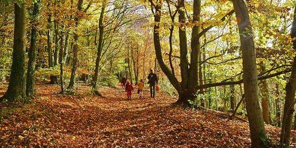 Cotswolds forest baby-friendly walk