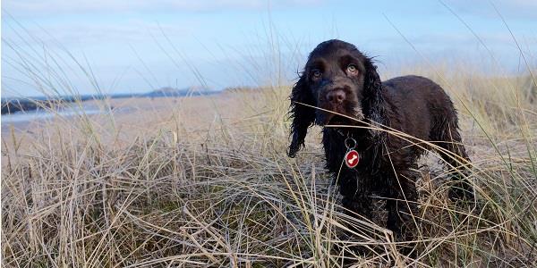 dog enjoying a UK summer holiday