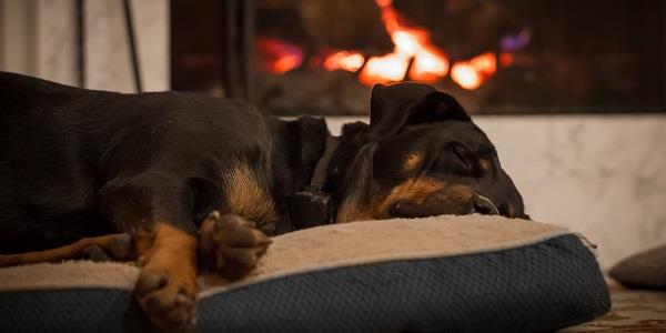 Dog having a well deserved nap after a long walk out in Cornwall