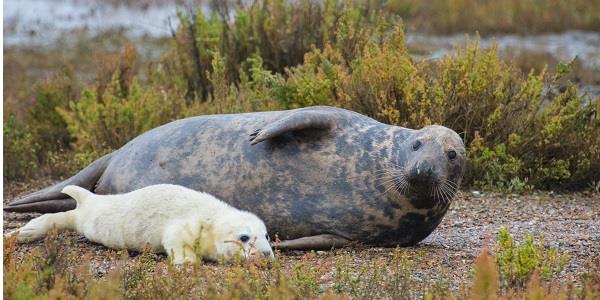 Catch a glimpse of the common grey seal pups during pupping season.