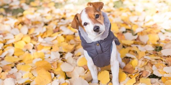 During winter months you may need to wrap your pooch up warm whilst on dog walks