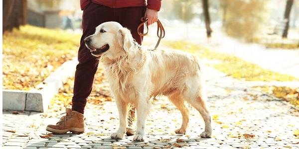 Gorgeous golden retriever on a walk with his owner