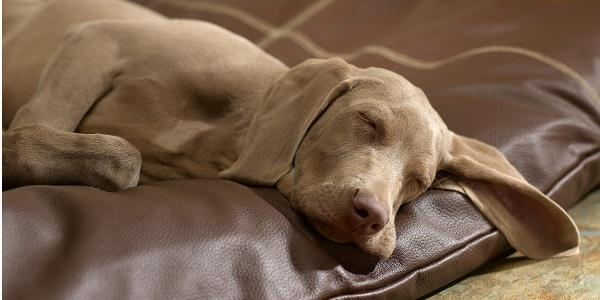 Don't forget a dog bed so your dog has is own comfortable familiar place to stay whilst on holiday