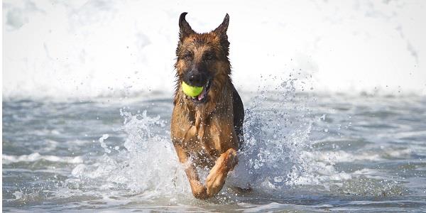 Take your doggie for a paddle at the beach, many UK beaches are dog friendly but restrictions may apply in the summer months