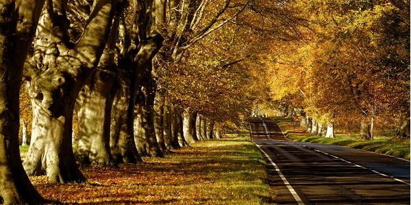 Beech Avenue is a beautiful place to walk during the autumn