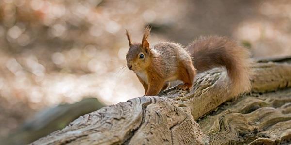 Brownsea Island in Dorset is home to a huge array of wildlife