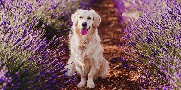 Dog sitting in lavender