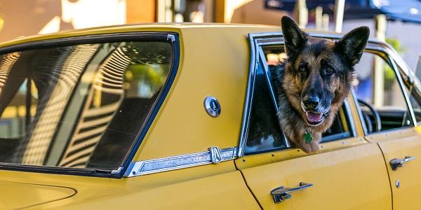 Dog in vintage car