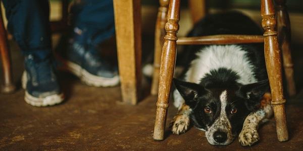 Dog in pub