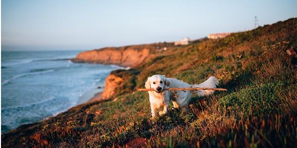 10 of the Best Dog-Friendly Beaches in Cornwall Revealed